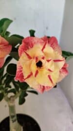 ENXERTO 12488 – 22cm (cor LM 582) - Imagem 3