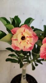 ENXERTO 12488 – 22cm (cor LM 582) - Imagem 4