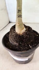 ENXERTO 12488 – 22cm (cor LM 582) - Imagem 7