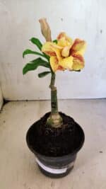 ENXERTO 12490 – 20cm (cor LM 395) - Imagem 2