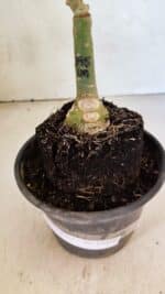 ENXERTO 12490 – 20cm (cor LM 395) - Imagem 6