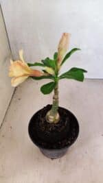 ENXERTO 12490 – 20cm (cor LM 395) - Imagem 5