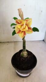 ENXERTO 12490 – 20cm (cor LM 395) - Imagem 4