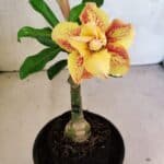 ENXERTO 12490 – 20cm (cor LM 395)