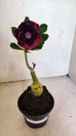 ENXERTO 12491 – 20cm (cor LM 663) - Imagem 2