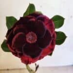 ENXERTO 12491 – 20cm (cor LM 663)