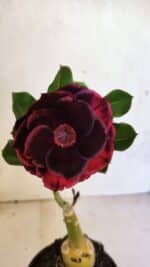 ENXERTO 12491 – 20cm (cor LM 663)