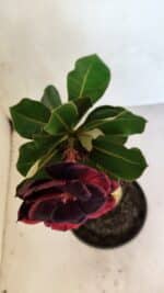 ENXERTO 12491 – 20cm (cor LM 663) - Imagem 4