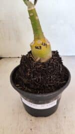 ENXERTO 12491 – 20cm (cor LM 663) - Imagem 6