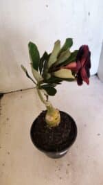 ENXERTO 12491 – 20cm (cor LM 663) - Imagem 5