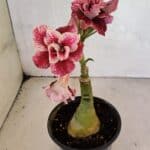 ENXERTO 12492 – 20cm (cor LM 990)