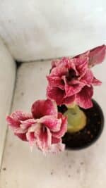 ENXERTO 12492 – 20cm (cor LM 990) - Imagem 3