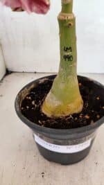 ENXERTO 12492 – 20cm (cor LM 990) - Imagem 5