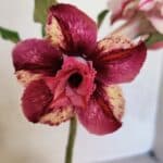 ENXERTO 12493 – 20cm (cor LM 362)