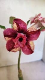 ENXERTO 12493 – 20cm (cor LM 362)