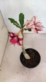 ENXERTO 12493 – 20cm (cor LM 362) - Imagem 4