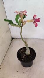 ENXERTO 12493 – 20cm (cor LM 362) - Imagem 5