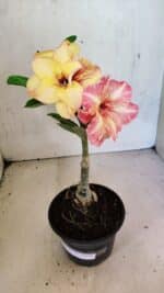 ENXERTO 12494 – 20cm (cor LM 395) - Imagem 2