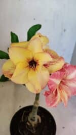 ENXERTO 12494 – 20cm (cor LM 395)