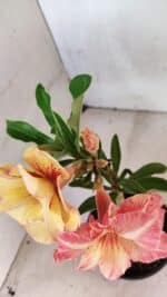 ENXERTO 12494 – 20cm (cor LM 395) - Imagem 4