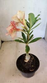 ENXERTO 12494 – 20cm (cor LM 395) - Imagem 6