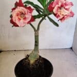 ENXERTO 12495 – 20cm (cor LM 913)