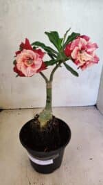 ENXERTO 12495 – 20cm (cor LM 913)