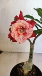 ENXERTO 12495 – 20cm (cor LM 913) - Imagem 3