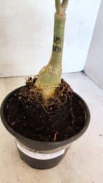 ENXERTO 12495 – 20cm (cor LM 913) - Imagem 7