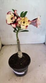 ENXERTO 12496 – 20cm (cor LM 827) - Imagem 2