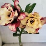 ENXERTO 12496 – 20cm (cor LM 827)