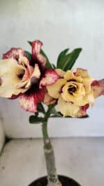 ENXERTO 12496 – 20cm (cor LM 827)