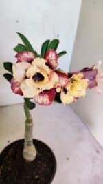 ENXERTO 12496 – 20cm (cor LM 827) - Imagem 4