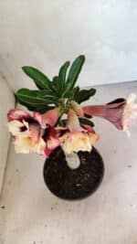 ENXERTO 12496 – 20cm (cor LM 827) - Imagem 5