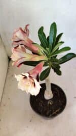 ENXERTO 12496 – 20cm (cor LM 827) - Imagem 6