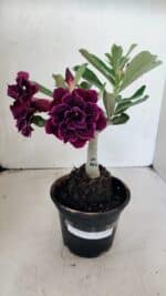 ENXERTO 12497 – 20cm (cor LM 1006) - Imagem 2