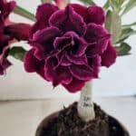 ENXERTO 12497 – 20cm (cor LM 1006)