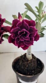 ENXERTO 12497 – 20cm (cor LM 1006)