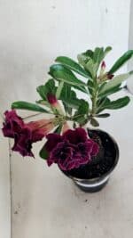 ENXERTO 12497 – 20cm (cor LM 1006) - Imagem 4