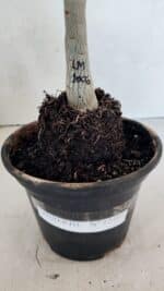 ENXERTO 12497 – 20cm (cor LM 1006) - Imagem 5