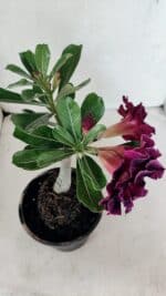 ENXERTO 12497 – 20cm (cor LM 1006) - Imagem 6