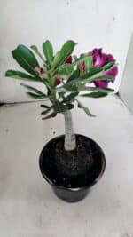 ENXERTO 12497 – 20cm (cor LM 1006) - Imagem 8