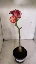 ENXERTO 12498 – 20cm (cor LM 725) - Imagem 2