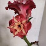 ENXERTO 12498 – 20cm (cor LM 725)