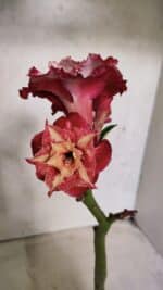 ENXERTO 12498 – 20cm (cor LM 725)