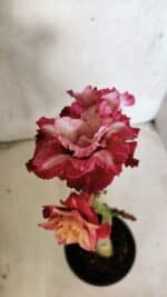 ENXERTO 12498 – 20cm (cor LM 725) - Imagem 4