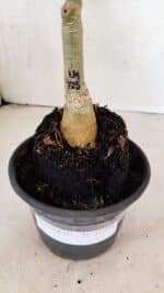 ENXERTO 12498 – 20cm (cor LM 725) - Imagem 6