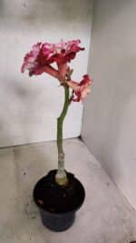 ENXERTO 12498 – 20cm (cor LM 725) - Imagem 5