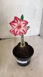 ENXERTO 12499 – 20cm (cor LM 914) - Imagem 2