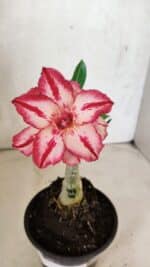 ENXERTO 12499 – 20cm (cor LM 914)